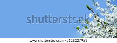 Branches of blossoming cherry on blue sky background in sunlight with copy space.