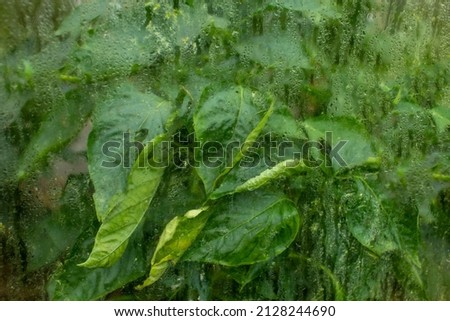 Selective focus. Close-up of large green leaves, water on the glass, natural evaporation in the greenhouse. Condensation on the glass of a greenhouse with green plants.