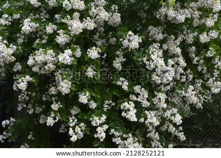 Rosa multiflora (Japanese rose) .Lovely pure white rose -Rosa multiflora in bloom on the shore of a lake. Small group of wild multiflora roses . Royalty-Free Stock Photo #2128252121