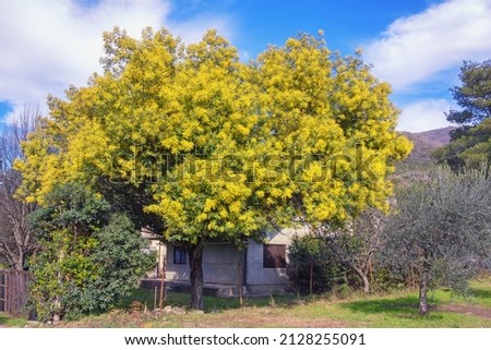 Springtime. Tree of Acacia dealbata ( mimosa ) with bright yellow flowers. Montenegro, Tivat  Royalty-Free Stock Photo #2128255091