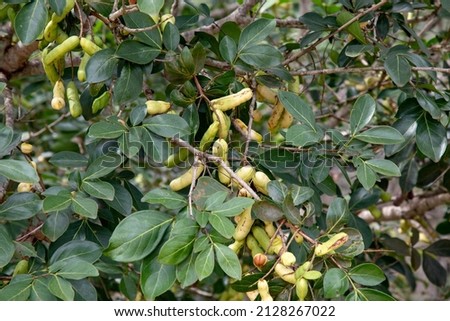 Inga laurina is a  endemic tree of the Fabaceae family native to Brazil, known by the popular names: ingá-mirim, ingá-feijão, ingá-lagarta, ingá-pequeno, ingá-branco, ingá-da-praia, ingá-chichi,  Royalty-Free Stock Photo #2128267022