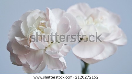 Macro photo of white-pink carnation flower bud close-up on blue background.Texture soft petals of carnation.Beautiful banner of flowers.Scientific name is Dianthus.Wedding postcard.Mothers day flower. Royalty-Free Stock Photo #2128272152