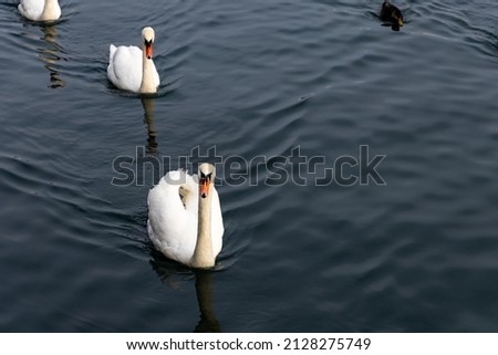 swan duck water sunset blue
