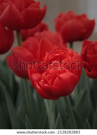 Floral background with red tulips. Tulip buds close up. Red flowers. Soft selective focus blur.