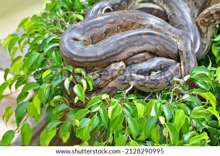 two Python snakes (Python natalensis) crawling through green grass