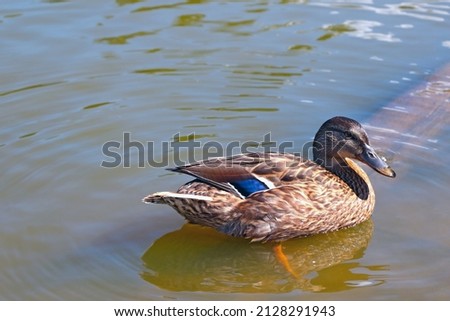 A beautiful wild duck swims in the water in the lake