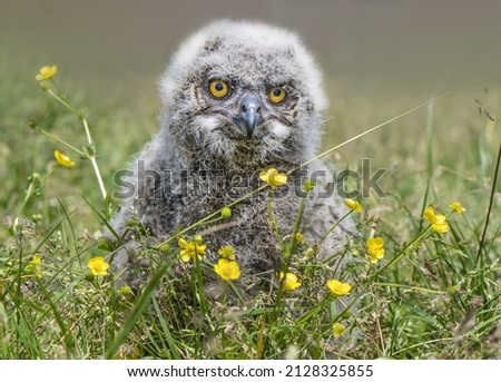 A closeup shot of the Siberian eagle owl settled in the field with the flowers