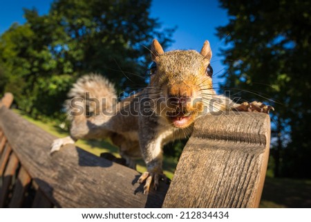 Grey Squirrel on a park bench in a park in London