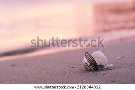 Scallop shell on wet sand in the rays of the dawn sun. Coastal waves and strip of sandy beach. Inspirational and calming picture. Relaxation and tranquility in the moment. Beautiful colors of morning