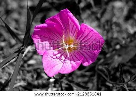 Pink flower isolated on a black and white background