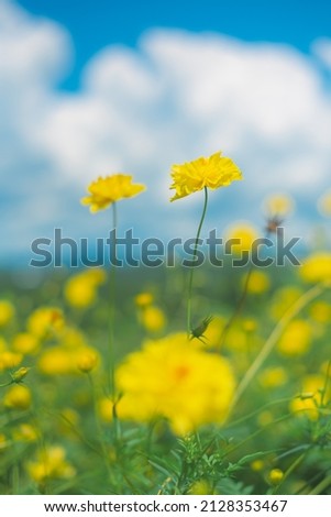 yellow flower with blue sky and cloudy background in summer time. natural flower background in the garden. top view of nature backgrounds. Bright beautiful bouquet of yellow flower with mountain.