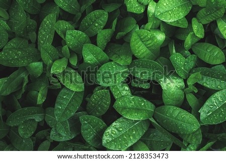 Art abstract spring background natural green leaf with rain drop after the storm at rainforest. leaves green background with rain drop. top view of green leaf in the garden. fat lay. Royalty-Free Stock Photo #2128353473