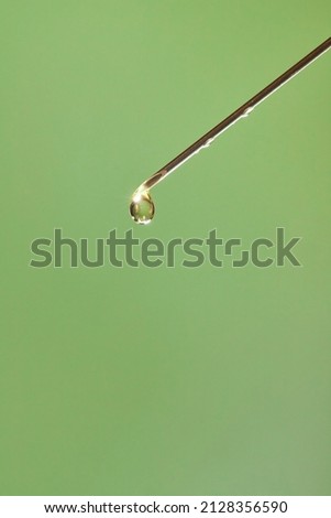 A drop of liquid drips from the needle of a medical syringe. Front view. Macro photo.