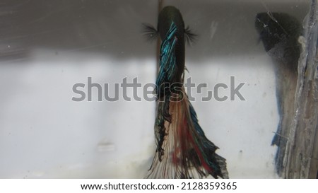 BLUE SMALL FISH TAIL FINS FIGHTING FISH IN WHITE AQUARIUM WITH PHOLODENDRON MICHANS LEAF AROUND HIS FISH FACE