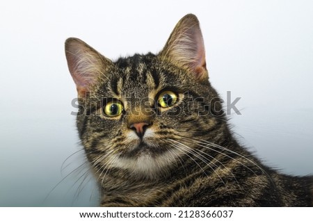 A closeup shot of an adorable striped cat with bright yellow eyes