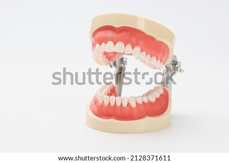 Anatomical plastic model of an open jaw on a white background, close-up. Educational material for prosthodontists Royalty-Free Stock Photo #2128371611