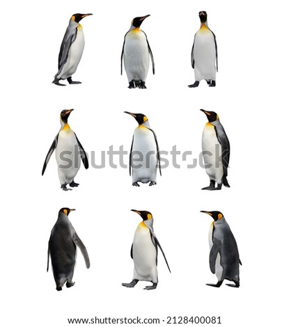 Set of King penguins isolated on the white background. Standing penguin.