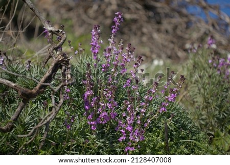 Flora of Gran Canaria - lilac flowers of crucifer plant Erysimum albescens, endemic to the island natural macro floral background
