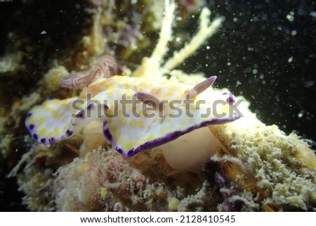 Goniobranchus aureopurpureus nudibranch macro photography