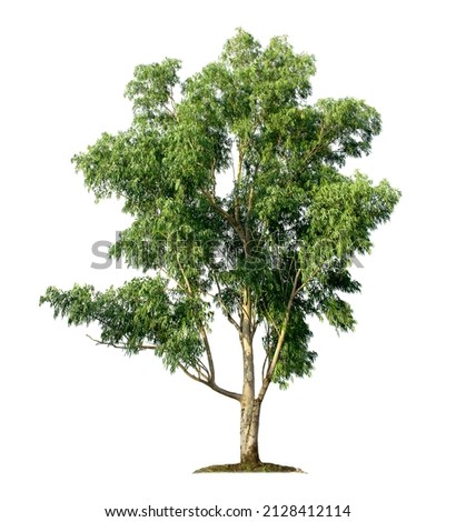 Eucalyptus tree isolated on white background with clipping paths for garden design. Big tree found in the Australian continent, which is the staple food for koalas. The trunk used to produce paper Royalty-Free Stock Photo #2128412114