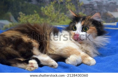 tricolor fluffy cat with big frightened eyes