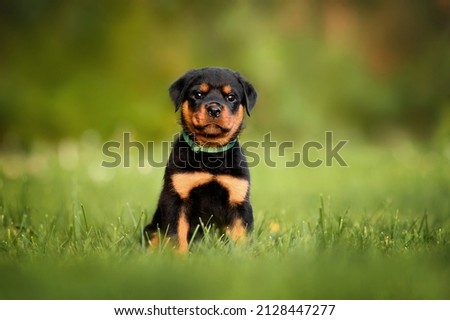 rottweiler puppy in a collar sitting on grass in summer Royalty-Free Stock Photo #2128447277