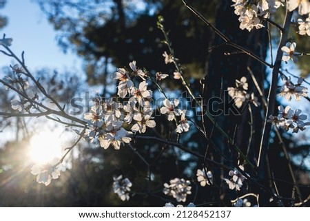 Almond trees in bloom. Trees and branches full of flowers. Almond trees in spring.