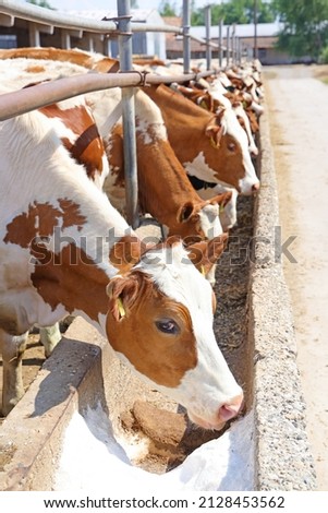 Dairy farm, simmental cattle, feeding cows on farm. Cow licking salt Royalty-Free Stock Photo #2128453562