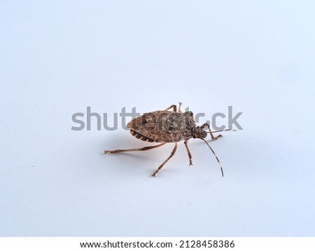 A bedbug on a white background. A very injurious bug to crops. Halyomorpha haly      