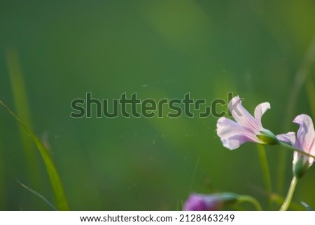 Close up picture of a small flower 