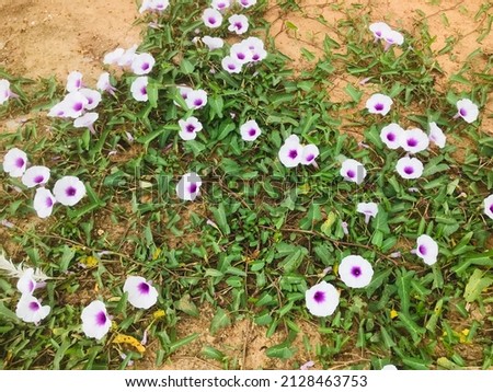 Pink water morning glory(morning glory, water spinach, swamp morning glory, Thai morning glory) flowers are blooming on the ground in the kitchen garden.This vegetable taste delicious and high benefit