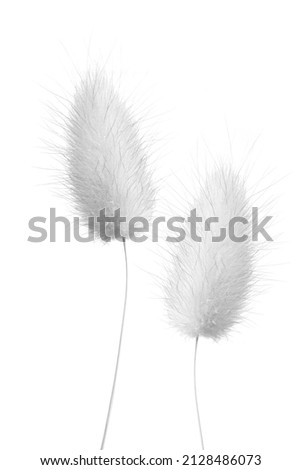 macro closeup of a fluffy soft Lagurus ovatus ornamental high key decorative grass, commonly called hare's-tail, hare's-tail grass bunnytail flower panicle candy color isolated on white Royalty-Free Stock Photo #2128486073