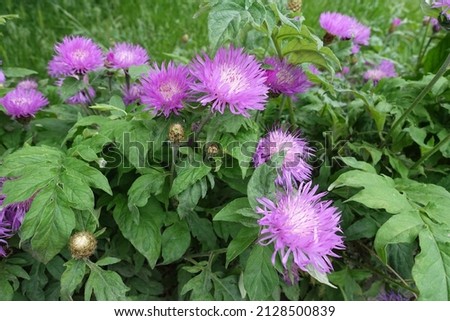 Multiple pink flowers of Centaurea dealbata in mid May Royalty-Free Stock Photo #2128500839