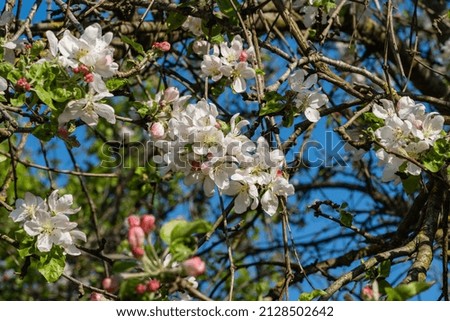Branch of a blossoming apple tree on blurred green background. Close-up of white-pink flowers. Selective focus. There is a place for your text