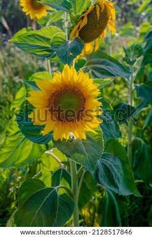 Sun Flower at sunny day. Antalya Turkey.  Selective Focus.