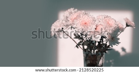 Chrysanthemums and aster flower in glass in beige pink interior wall. Selective soft focus. Minimalist still life. Light and shadow nature horizontal copy space background.
