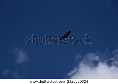A view of a magnificent griffon vulture cruising  the vast blue sky. 