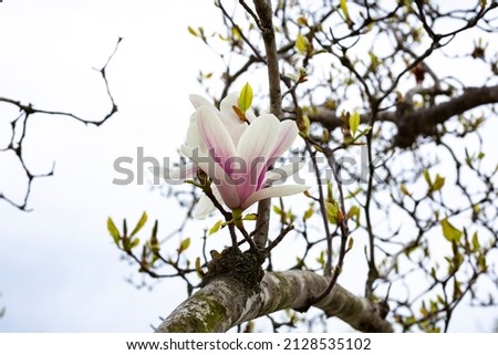 Tulip-Magnolia, Magnolia x soulangeana Lennei, during flowering. Spring