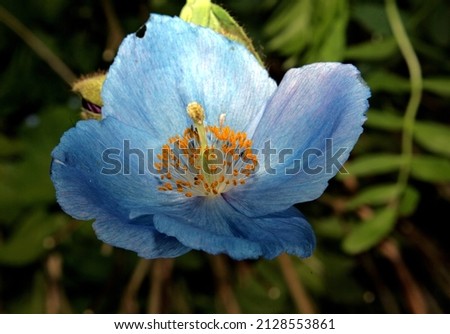 EUROPEAN GARDENS AND PARK PLANTS; Blue Poppy