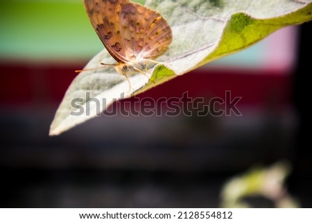 A beautiful butterfly in a leaf of an egg plant in daylight. The Scientific Name of butterfly is : Rhopalocera and it has many tipes of species.