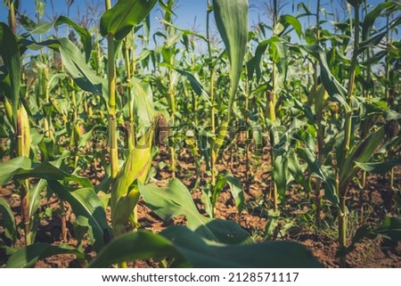 Corn field of organic farmland on blue sky background