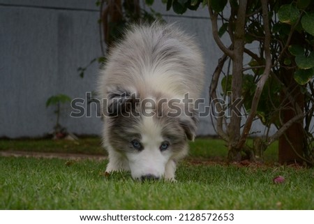 gray puppy border collie sniffing