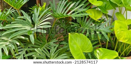 background of various green leaves.