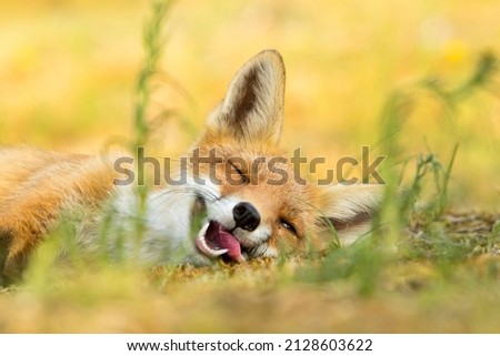 Funny Red Fox Lying in A Nature Background