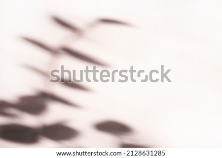 Organic shadow on white wall, overlay effect for photos, mockups, posters, wall art, design presentations. Abstract background. Blurred background. Copy space