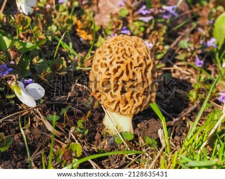 Morel mushroom or Elk antler is wild, edible and have brown brain-shaped cap. Verpa bohemica is a fungus in the family Morchellaceae. Known as the early morel or the wrinkled thimble-cap. Royalty-Free Stock Photo #2128635431
