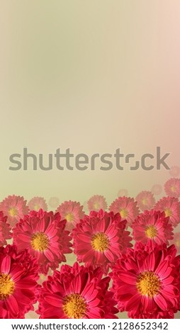 Greeting background with chrysanthemum flowers. Flower banner design beautiful red flowers are being removed into the distance. Place for text.