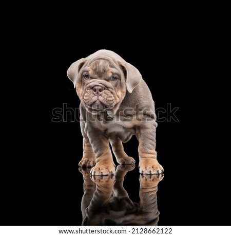 English Bulldog puppy on black background with reflection