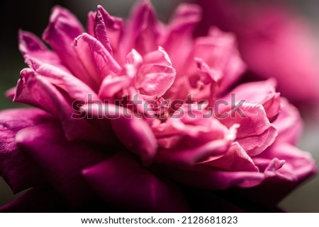 Beautiful close view of the peals of a pink rose flower. Selective focus