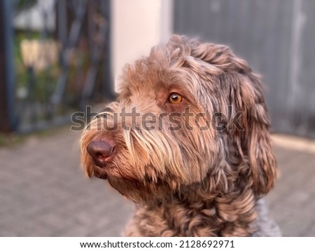 Portrait of a pretty brown dog